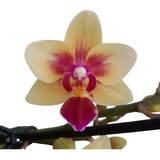 Raridade! Orquídea Phalaenopsis Amarela Grande 