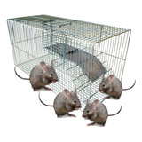 Ratoeira Grande Ratos Rato Camundongo Ratazana - Fundo Falso
