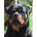 Rottweiler Filhotes (40 Dias) Frete Gratis