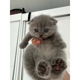 Scottish Fold Fêmea Cinza Blue Com Pedigree 
