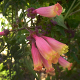 Semente Flor Glória Chilena Cores Mix Trepadeira P/ Mudas