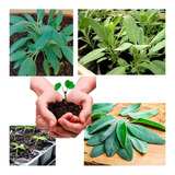 Sementes Salvia Erva Tempero Para Plantio De Mudas + Brinde