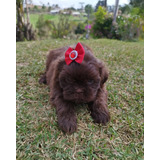 Shih Tzu Filhote Macho Com Pedigree