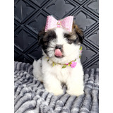 Shih Tzu Porte Pequeno Filhotes