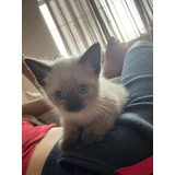 Siamês Gatos