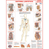 Sistema Linfático Medicina Corpo Humano Poster Gigante Mapa Anatomia