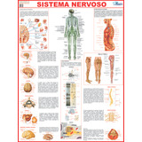Sistema Nervoso Poster Mapa Corpo Humano Anatomia Medicina Gigante Dobrado