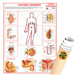 Sistema Urinário Corpo Humano Poster Mapa Medicina Gigante Enrolado