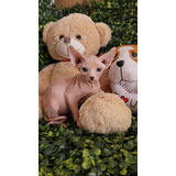 Sphynx ( Gato Sem Pelo )