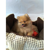 Spitz Alemão - Lulu Da Pomerânia Anão