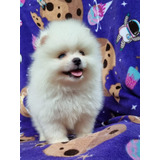 Spitz Alemão (lulu Da Pomerânia) - Branco