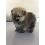 Spitz Alemão Anão Pronta Entrega