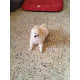 Spitz Alemão Fêmea Anã Pronta Entrega