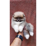 Spitz Alemão Macho Anão Laranja
