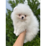 Spitz Alemão Ou Lulu Da Pomerania Anão