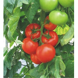 Tomate Hibrido Akrai - 168mg / 50 Sementes