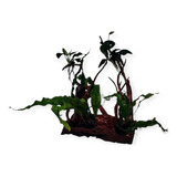 Tronco Natural Com Plantas Aquáticas Anubias E Microsorums