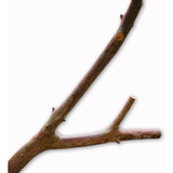 Tronco Natural Raiz Enfeite Para Aquários Terrários