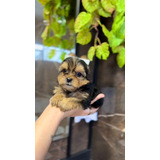 Yorkshire Macho 2 Meses Miniatura Pelagem Longa